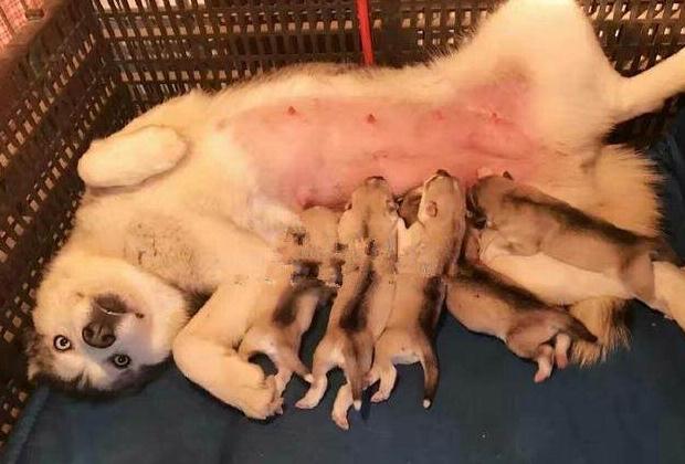 一般情况下,喂宝宝吃奶的时候都是会满脸母爱的笑容,而这只哈士奇却