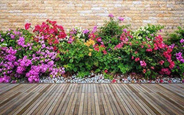 院子养了几种花,没怎么打理开花成片,每朵都稀罕真省功夫