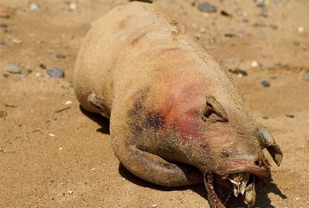 有谁能想到,这3大"恐怖生物",其实是人类生化实验的产物!