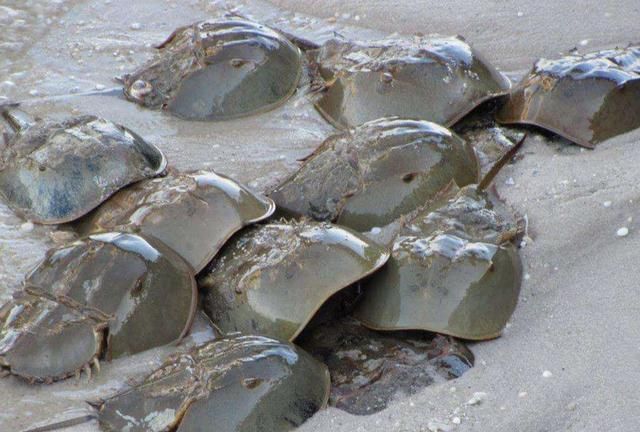 13年才能长大,却因血液太珍贵遭人们滥捕,如今几乎灭绝|临海|鲎|血液