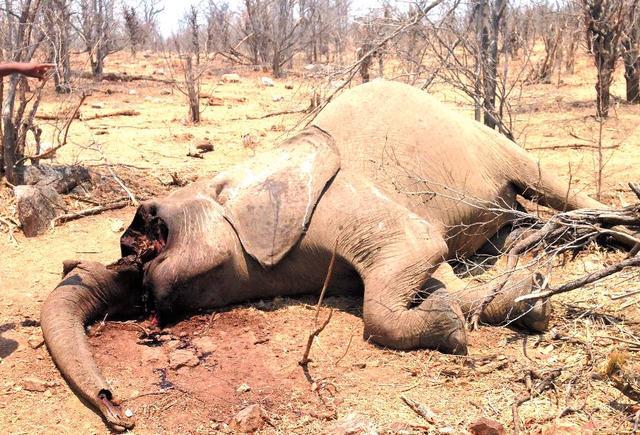 一只死亡的大象躺在地上,它死亡背后的原因让人深思