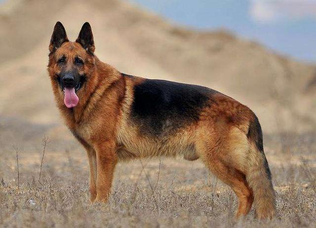 如果德国牧羊犬没被"禁养",你会选择养一只吗?