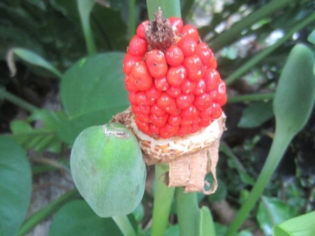 滴水观音和海芋傻傻分不清,还有人把它当芋头,有毒植物要多了解