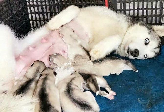 哈士奇母犬给小崽喂奶,一副生无可恋的表情逗笑旁人