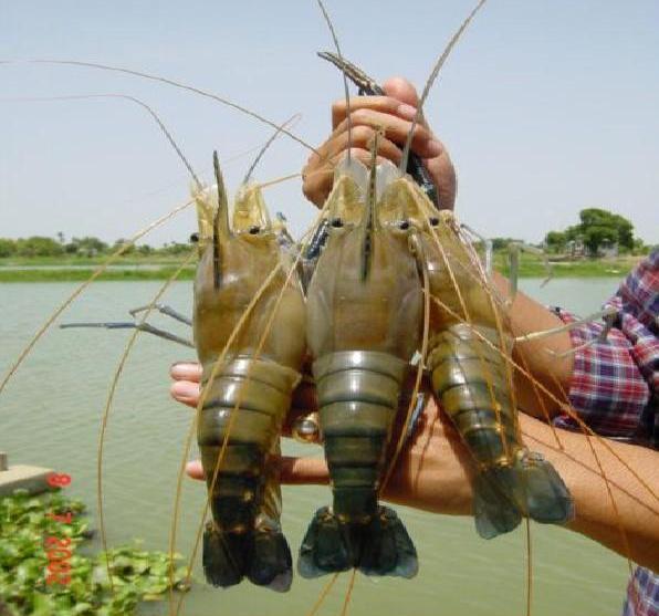 越南虾王出没长江,一次产卵几千粒,是否会成为下一个入侵物种?