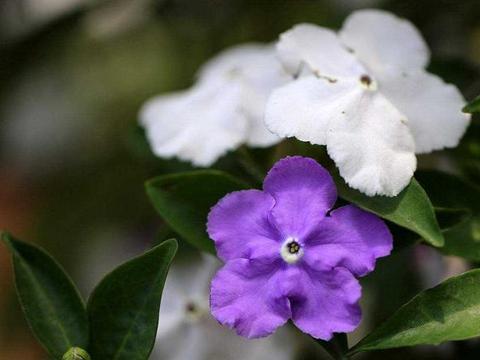 一株花开出“双色花”,很少人养得出来,这2种花却很常见|长寿花|茉莉_新浪新闻
