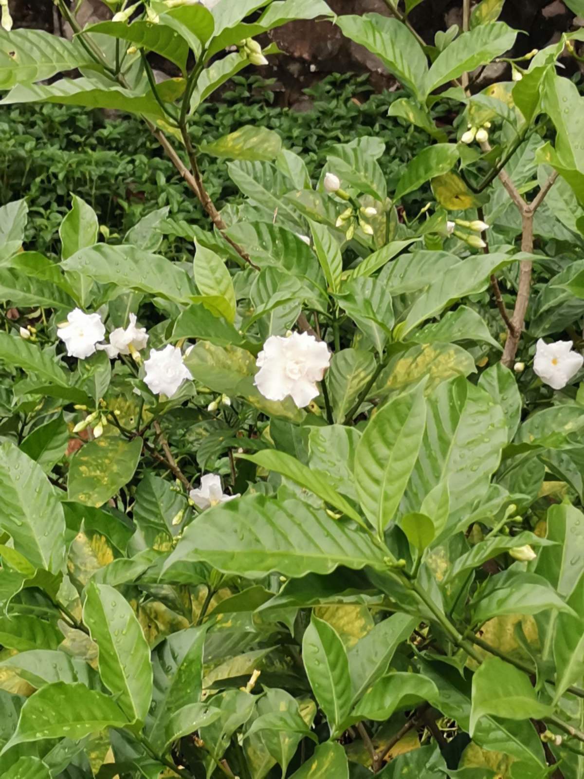 狗牙花是栀子花的盗版其实开花也很美而且还有珍贵作用