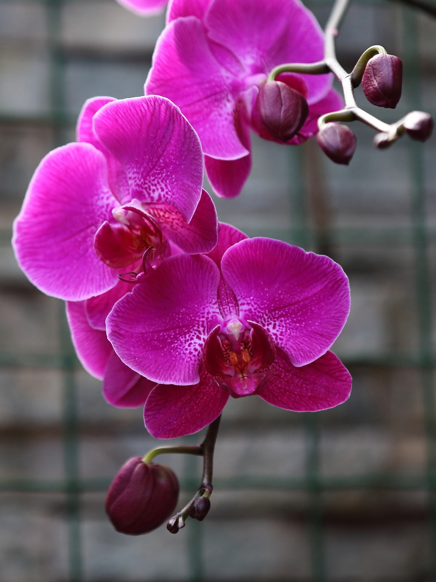 新手养花不如养盆花中精品洋兰皇后花大色艳分外美丽