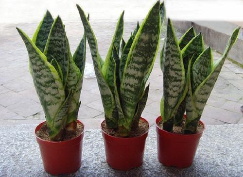 新手养花,不如养盆花中精品"千岁兰",根壮叶绿,呼呼开花