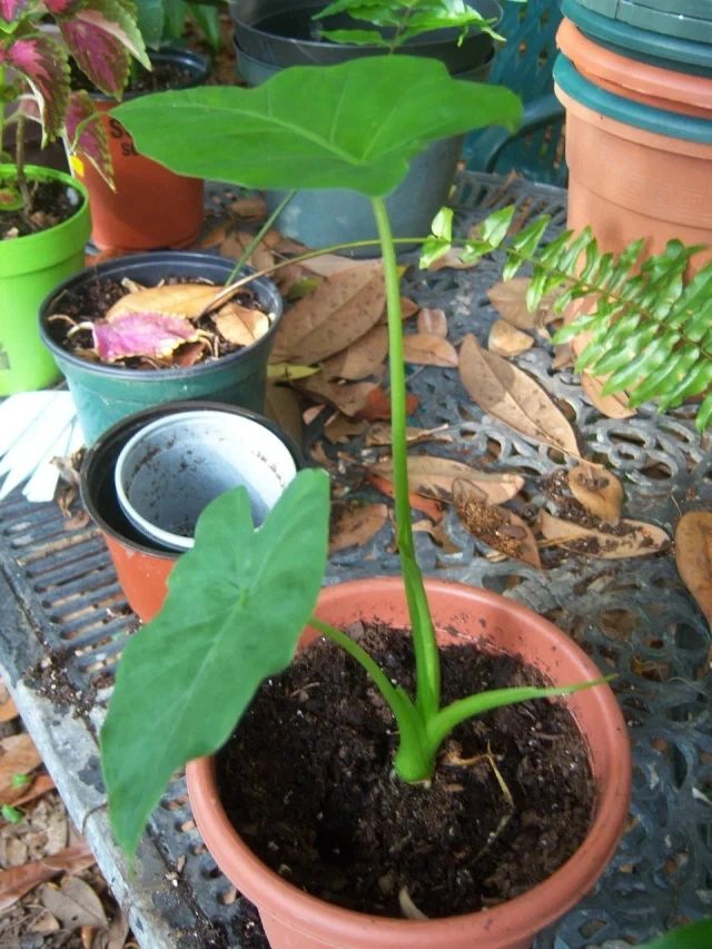 滴水观音和海芋傻傻分不清,还有人把它当芋头,有毒植物要多了解