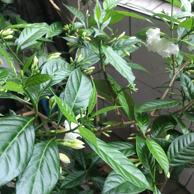 狗牙花|栀子花|养护_新浪新闻