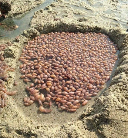 小伙在沙滩上发现一大片粉色东西,靠近后却觉得头皮发麻!