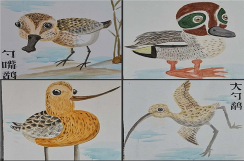 勺嘴鹬"落户"江苏如东河口镇景安小学