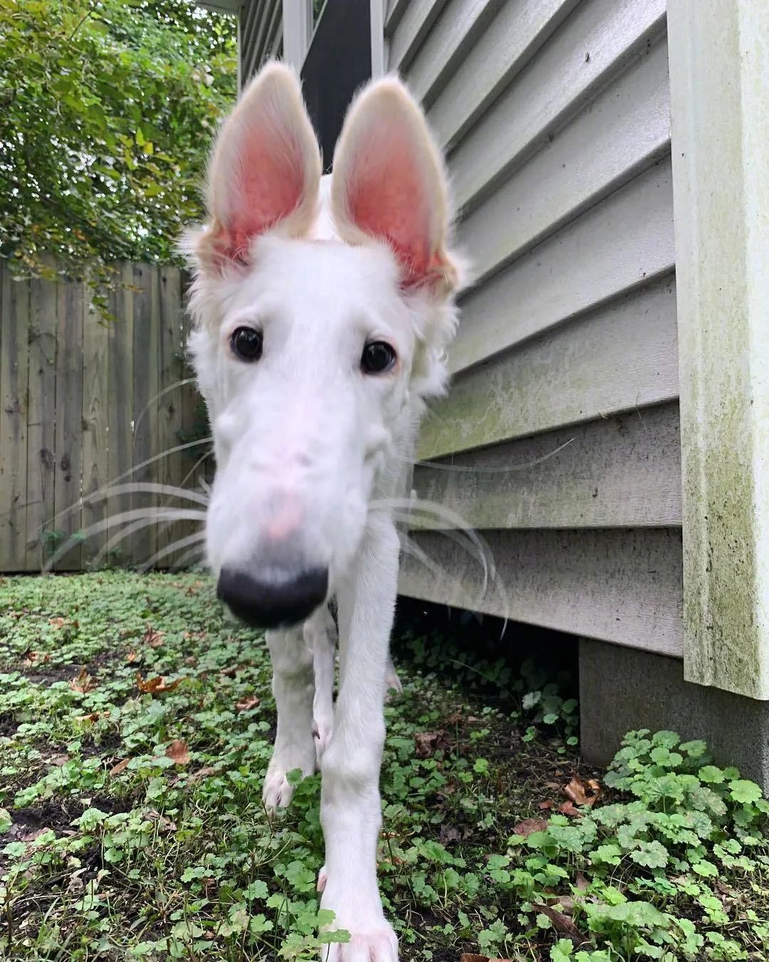 鼻子超30厘米,顶柯基四条腿!这只狗子凭超长鼻子在网上走红.