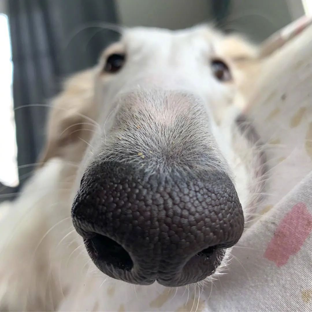 这只狗子凭超长鼻子在网上走红.