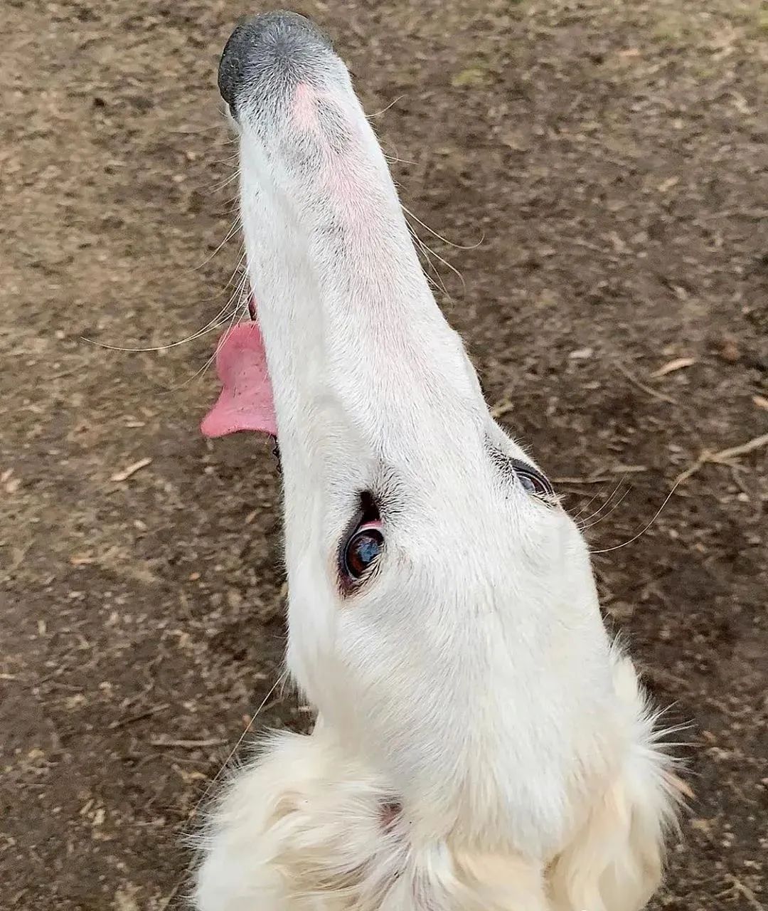 这只狗子凭超长鼻子在网上走红.