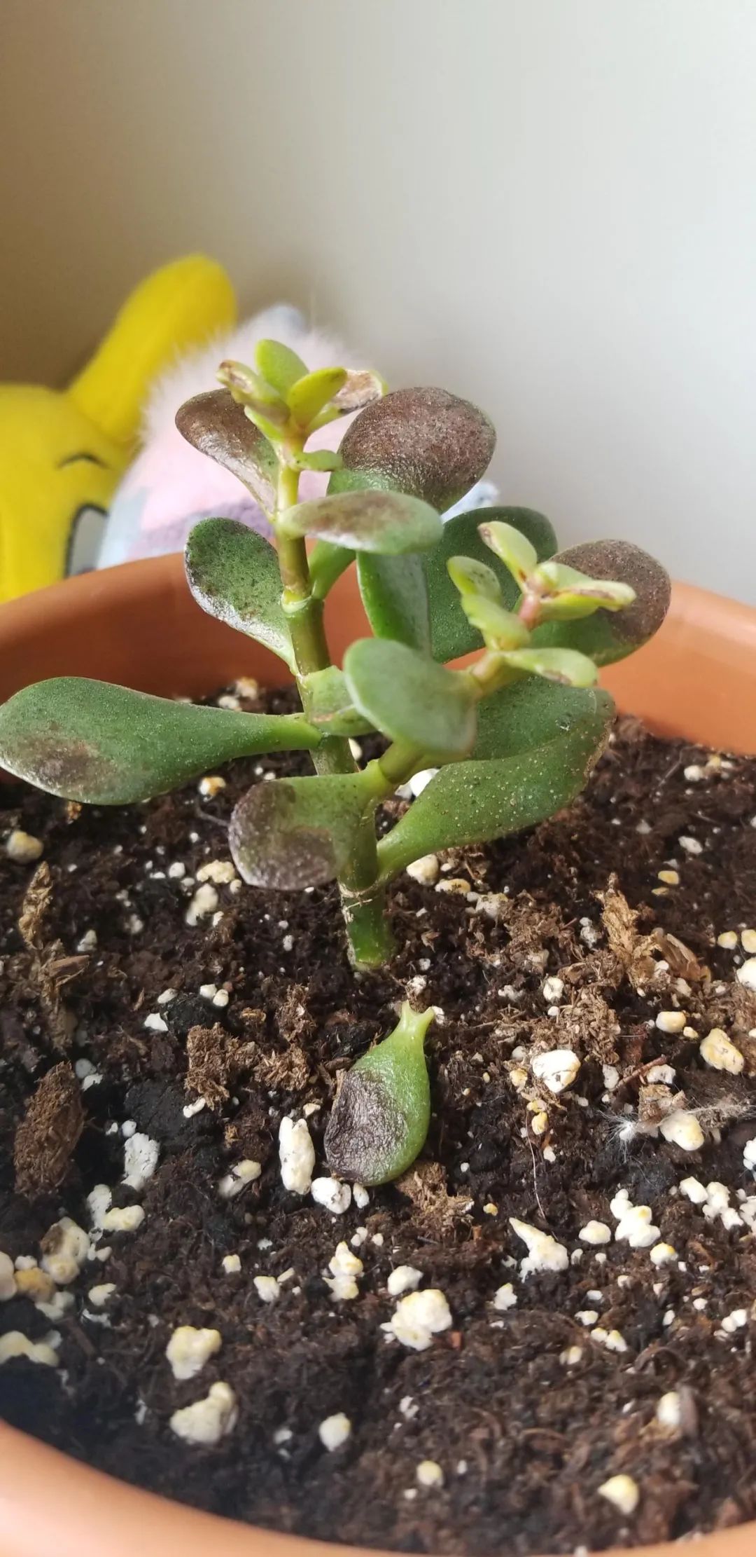 都说玉树叶子脸皮厚,这9个原因就导致叶子变褐色,看我怎么处理