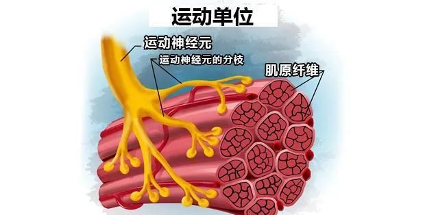 中医治疗运动神经元病有哪些常用方剂?
