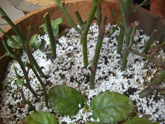 紫罗兰怎么扦插,紫罗兰的繁殖方法|紫罗兰|非洲紫罗兰|植株_新浪新闻