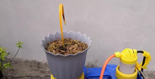 给兰花喷叶面肥,这波操作早知道