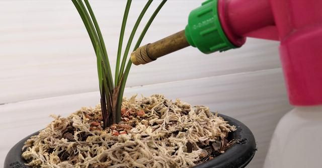 给兰花喷叶面肥,这波操作早知道