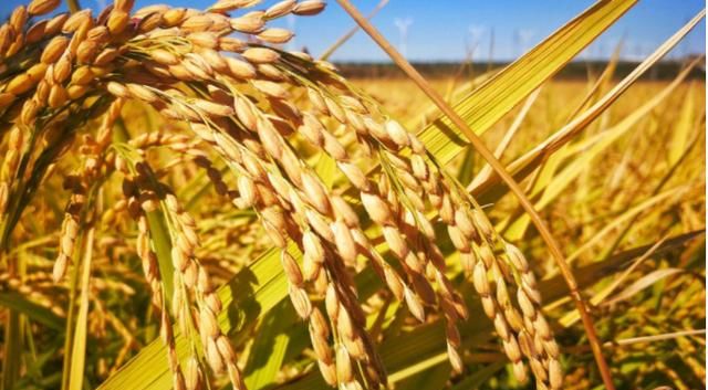 新闻搜索_新浪搜索_新浪网