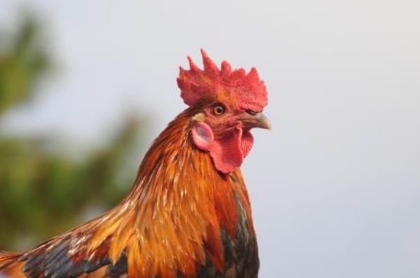 辛酉鸡(辛金酉金)1981年,石榴木命,生人乃为五德灵杰之鸡.