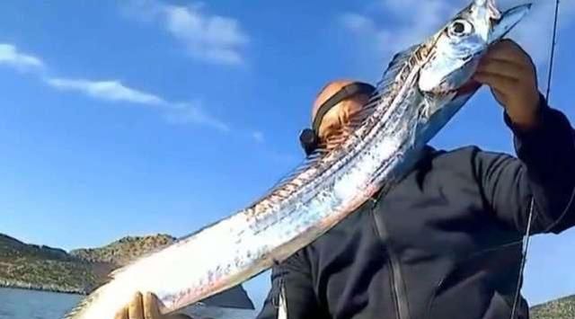 为何市场上见不到活的带鱼?实拍捕捞上岸,看完长见识了!