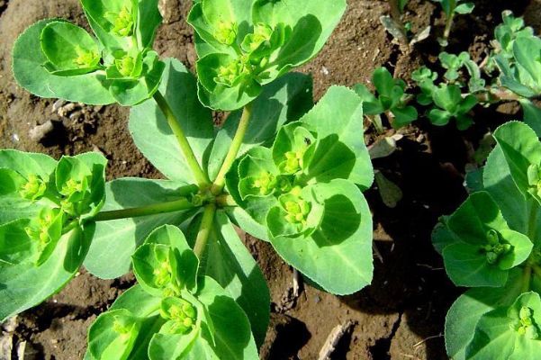 此植物在野外常见,其汁液比较厉害,外形竟看似一朵云彩