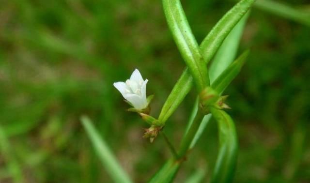 又不难食,路边很多,治痔疮出血,肠胃炎,阑尾炎|肠胃炎|草药|白花蛇舌