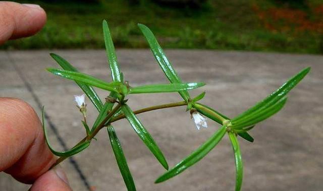 又不难食,路边很多,治痔疮出血,肠胃炎,阑尾炎|肠胃炎|草药|白花蛇舌