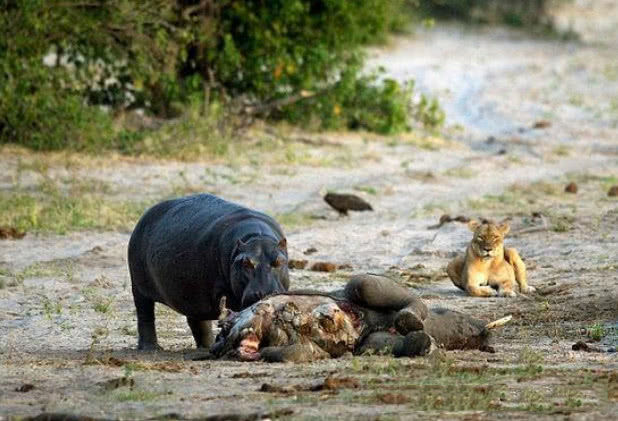 这河马怎么了,阻挠狮子进食对着大象尸体沉默,然后大叫着走开了