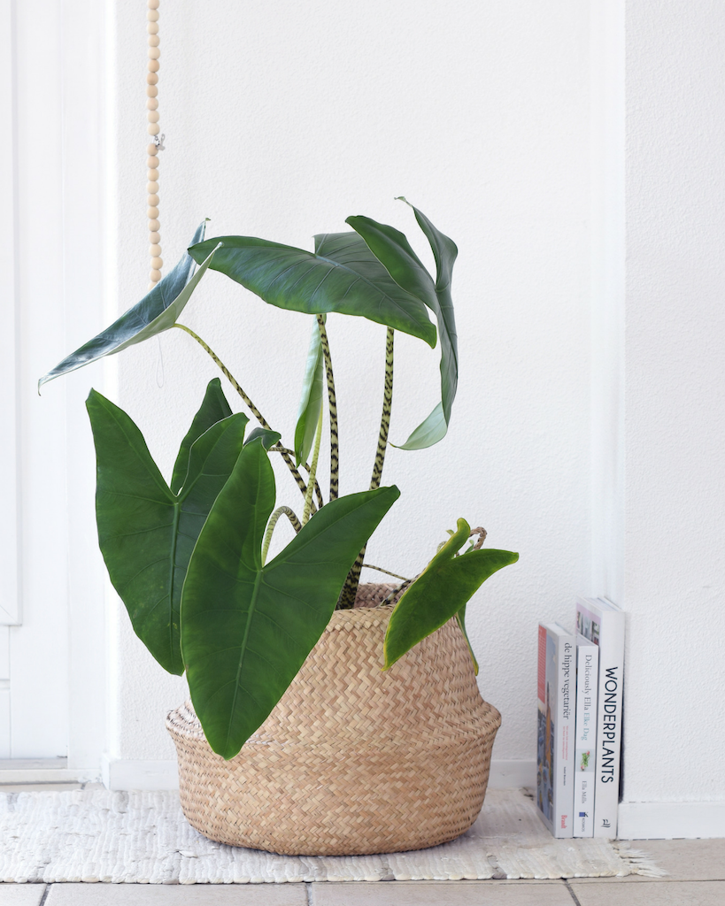 长相标致的斑马海芋比滴水观音好看叶柄最具特色