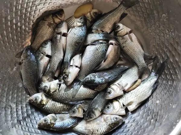 被"误解"最多的鱼,它的全身是宝,比甲鱼营养,6元1斤没人买