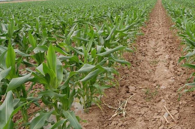 玉米拔节期是几片叶?想要拔节期正常生长,种植户该如何管理?