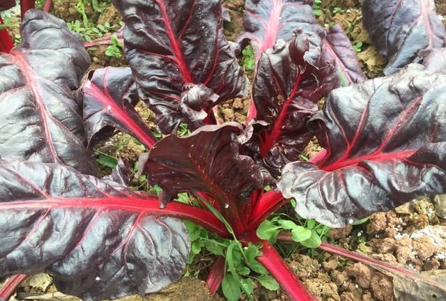 农村人叫它"牛皮菜",以前用来喂猪,现在城里卖十多元一斤