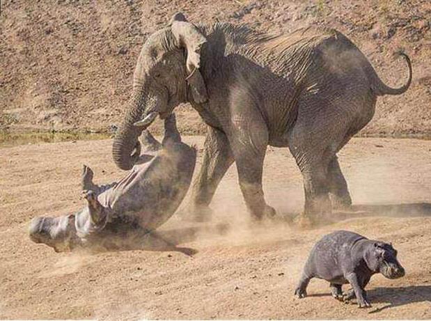 母河马的杀伤力足够强但一群河马都打不赢暴怒的大象