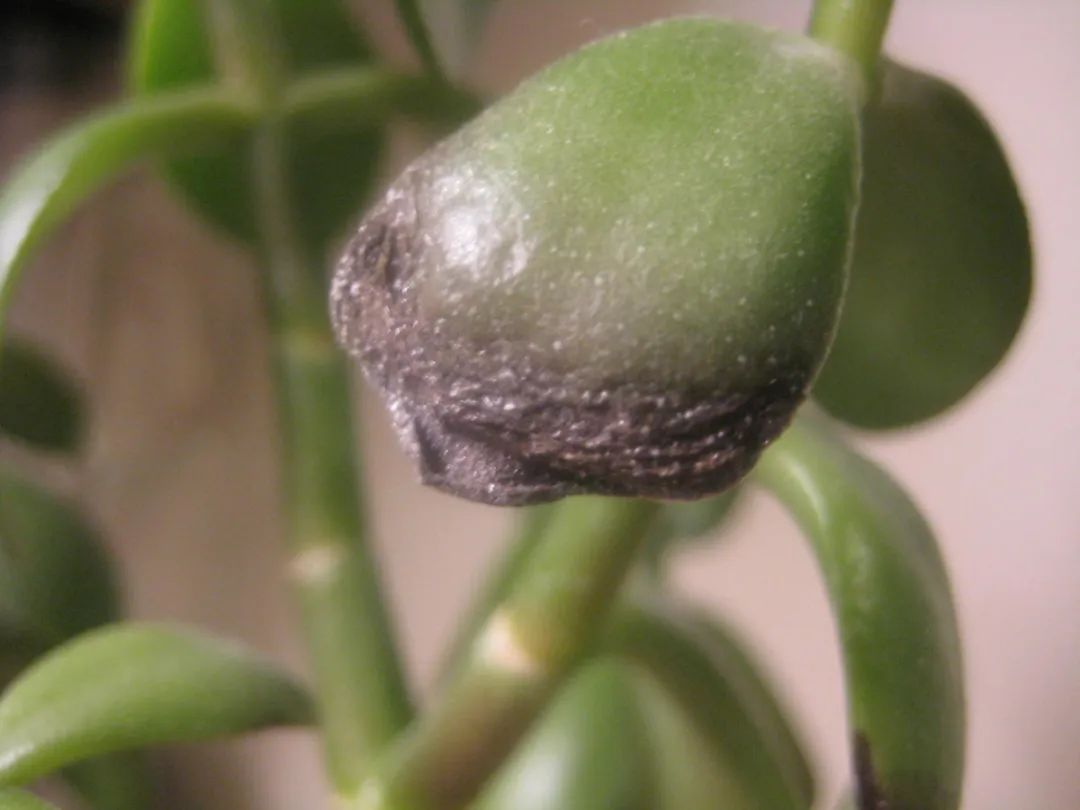 都说玉树叶子脸皮厚,这9个原因就导致叶子变褐色,看我怎么处理