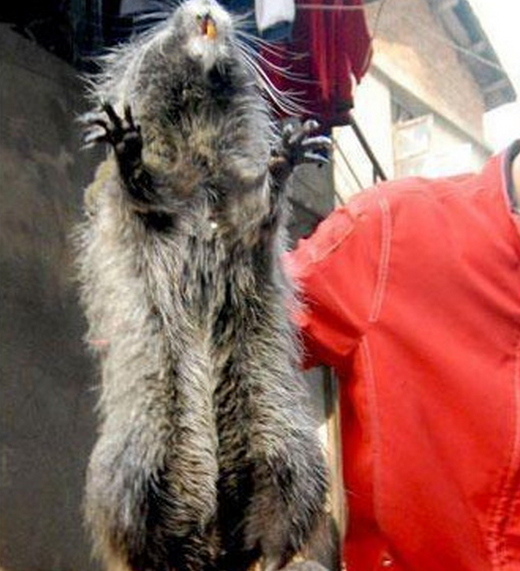 竹筐中露出一条黑尾巴,老人打开一看,这只老鼠比猫都要大!