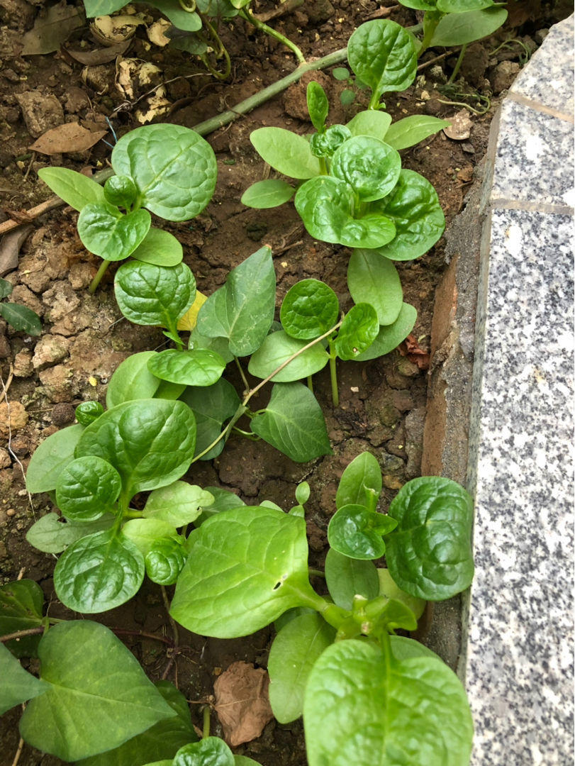 木耳菜口感鲜嫩惹人爱播种一盆能吃一夏天特省钱