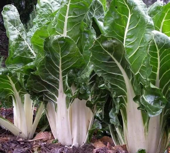 农村人叫它"牛皮菜",以前用来喂猪,现在城里卖十多元一斤