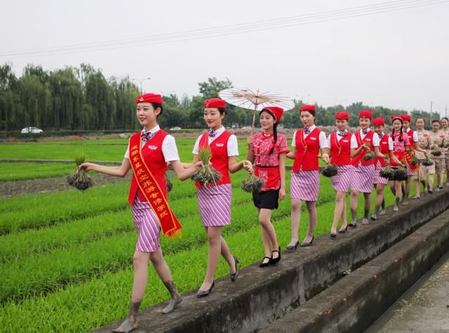 青岛航空回应空乘穿制服下地插秧不是作秀是推广海水稻