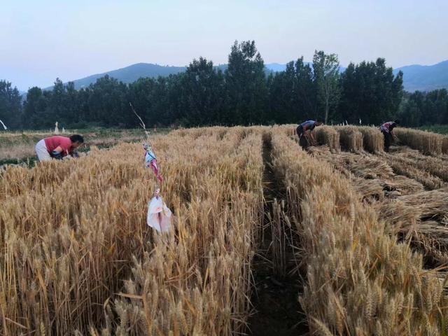难忘小时候拾麦穗的时光|麦子|芒种|麦穗_新浪新闻