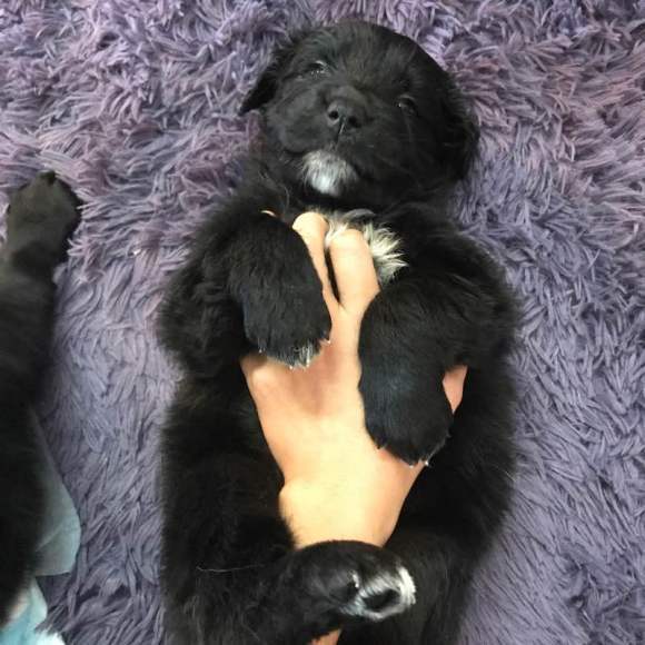 金毛生了一窝"黑煤球",生完了它根本不管,全靠狗爸照顾