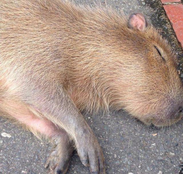 巨型老鼠躺在路边众人好奇上前查看结局让人哭笑不得