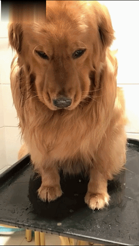 金毛狗狗不爱洗澡,一洗澡就耷拉着脸,网友:完美的鞋拔子脸!