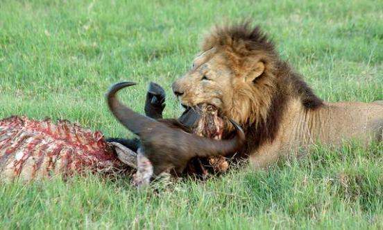 鬣狗捕食一头野牛, 扭头看到雄狮赶来 鬣狗: 大哥就剩排骨了