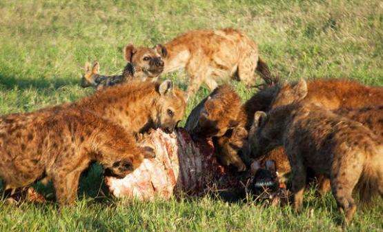 鬣狗捕食一头野牛, 扭头看到雄狮赶来 鬣狗: 大哥就剩排骨了