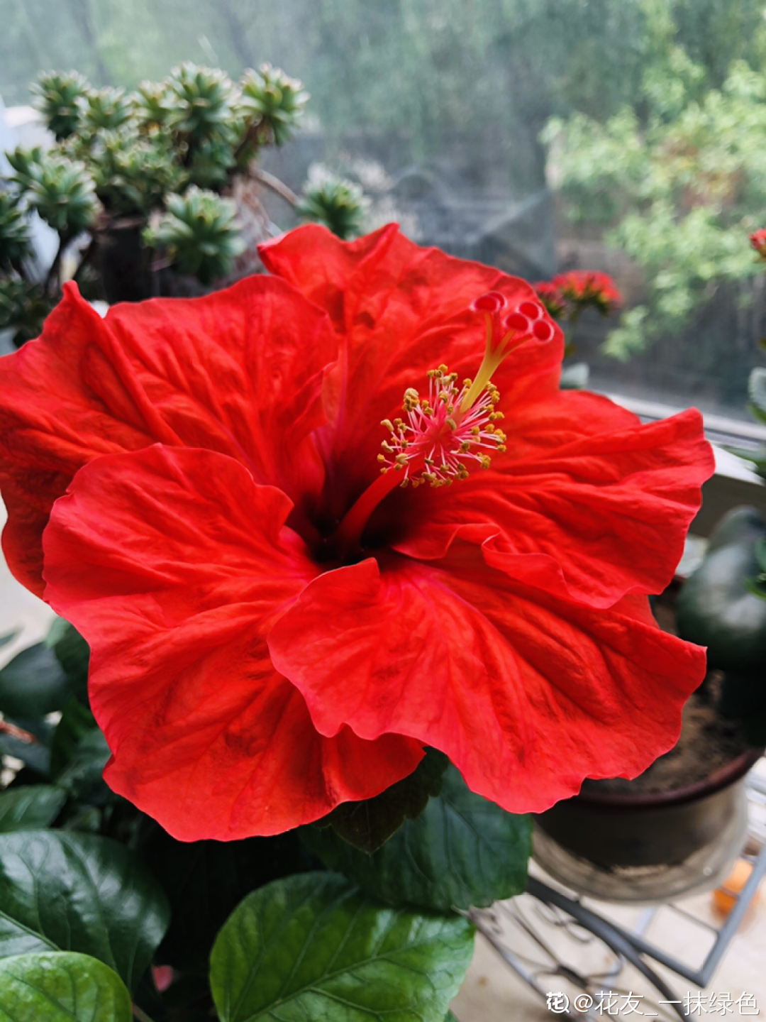 花期最长的花就是朱槿,1年能开365天,一朵比拳头还大!