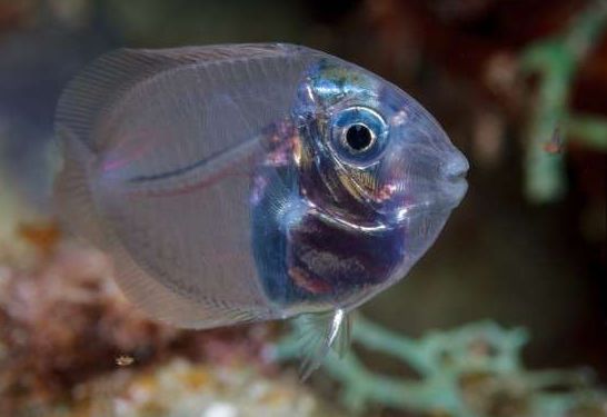 男子在海边发现一条奇怪的鱼,不用解剖内部结构居然能一目了然